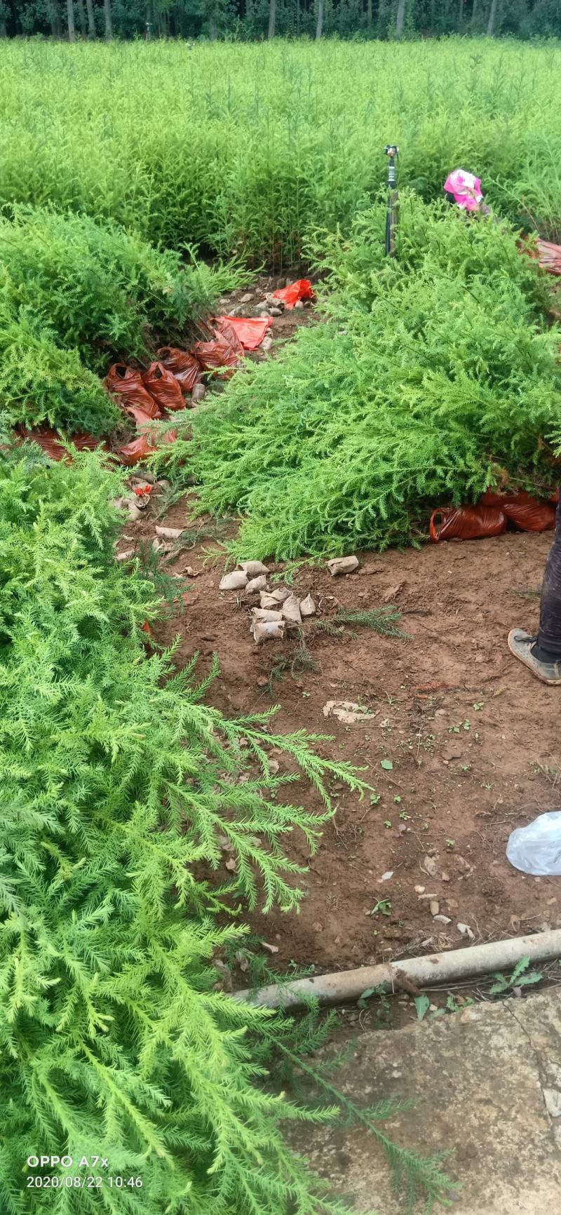 柳杉【2年生柳杉老苗，袋苗】大袋苗，苗圃直销，证件齐全