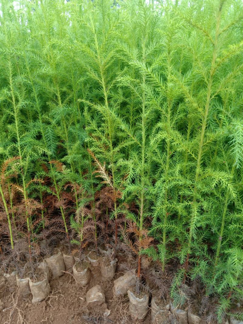 柳杉【2年生柳杉老苗，袋苗】大袋苗，苗圃直销，证件齐全