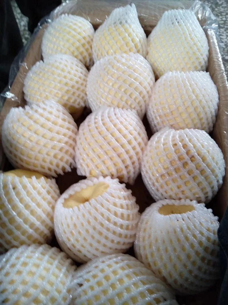 陕西蒲城酥梨大量供应，果面漂亮