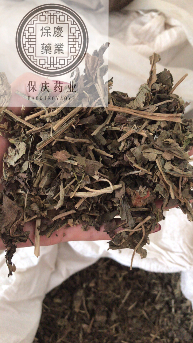 大青叶保庆药业批发大青叶实物拍摄大青叶