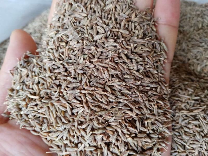 孜然孜然粉新疆孜然优质孜然烧烤包用料