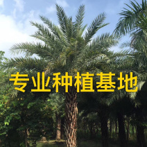 福建精品中东海枣树基地直销福建批发中东海枣漳州价格
