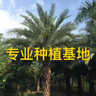 福建精品中东海枣树基地直销福建批发中东海枣漳州价格