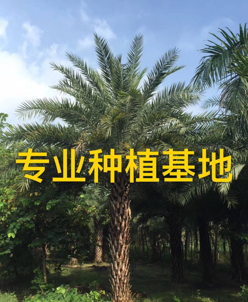 福建精品中东海枣树基地直销福建批发中东海枣漳州价格