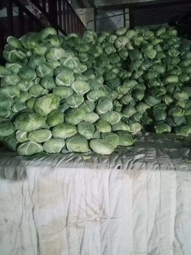 河南开封甘蓝大量上市颜色漂亮，颜色漂亮，代办多年经验