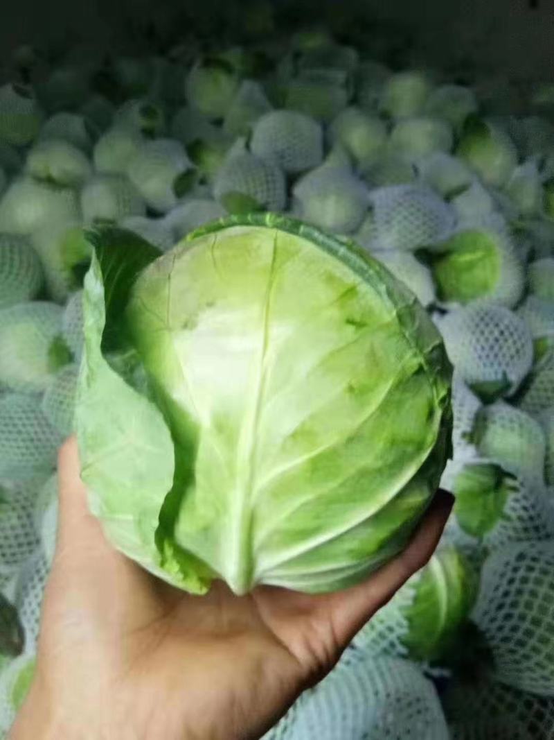 河南开封甘蓝大量上市颜色漂亮，颜色漂亮，代办多年经验