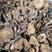 长白山榛蘑蘑菇产地直发一斤包邮