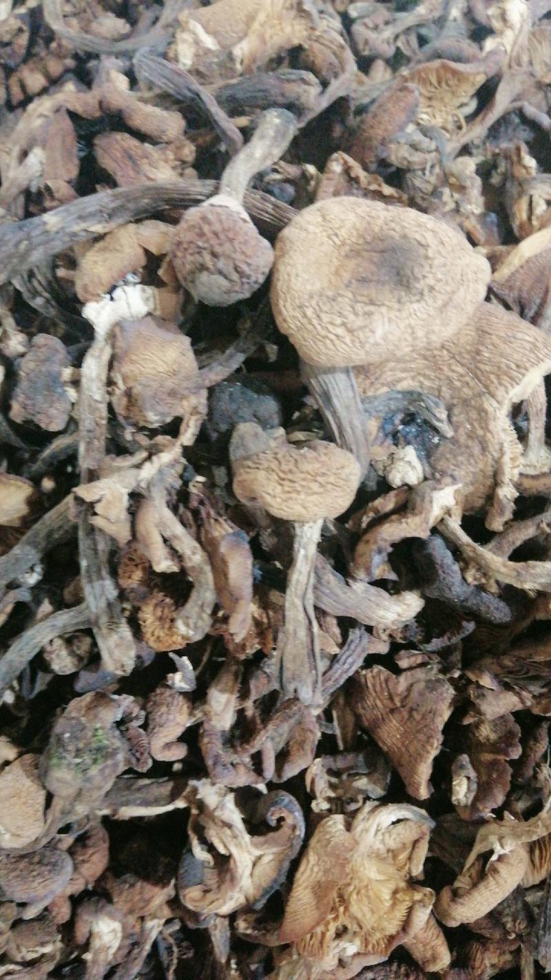 长白山榛蘑蘑菇产地直发一斤包邮
