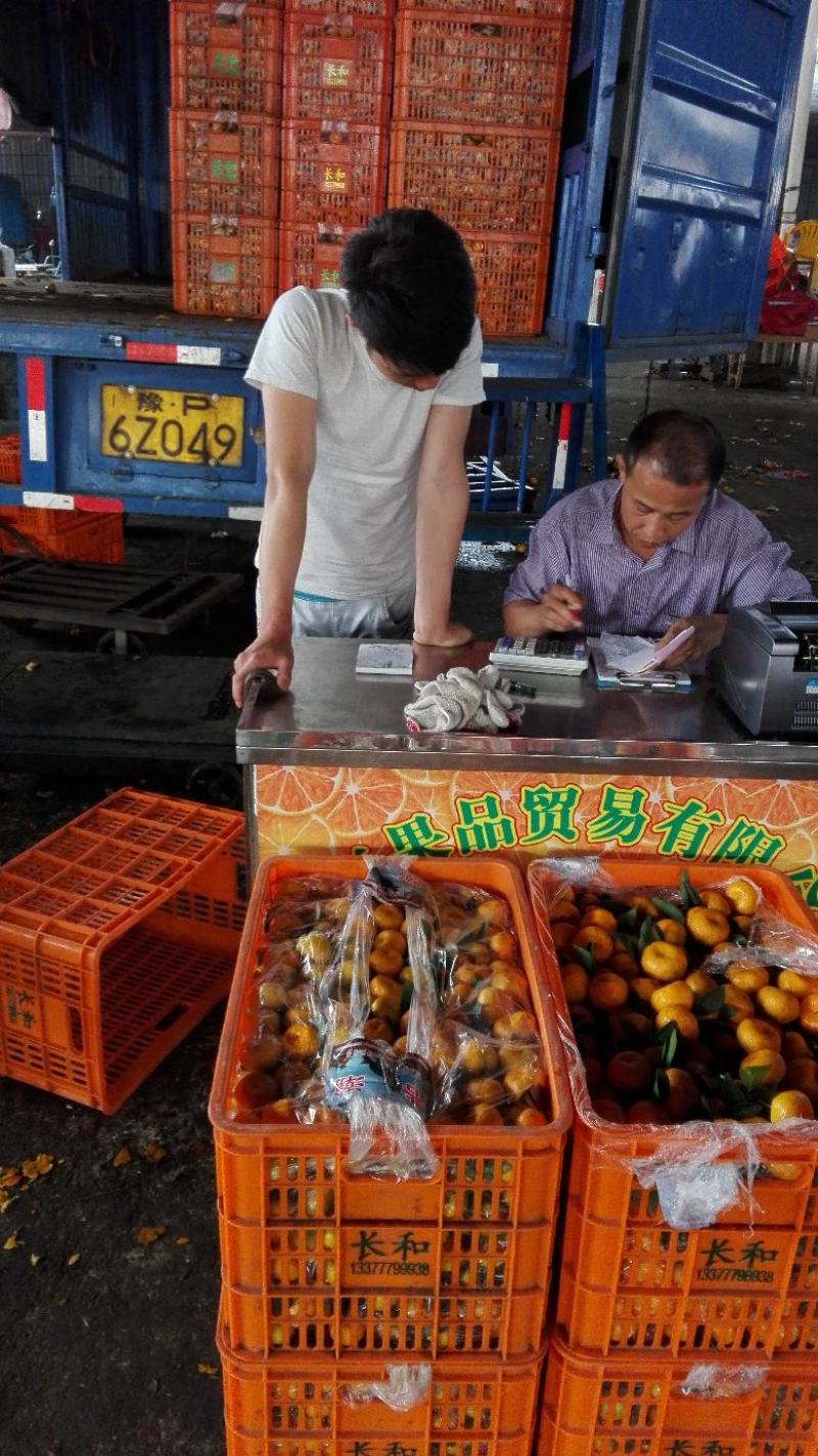 东莞水果市场代卖各地蜜桔