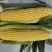 水果玉米：米哥、脆王、903