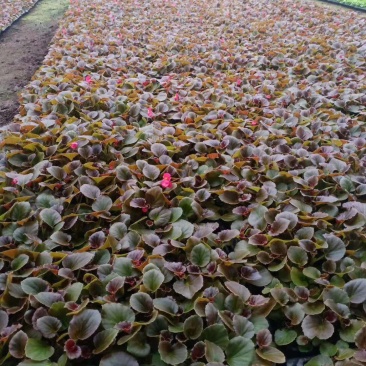 精品四季海棠，产地直发，直消，量大从优，包成活，欢迎选购