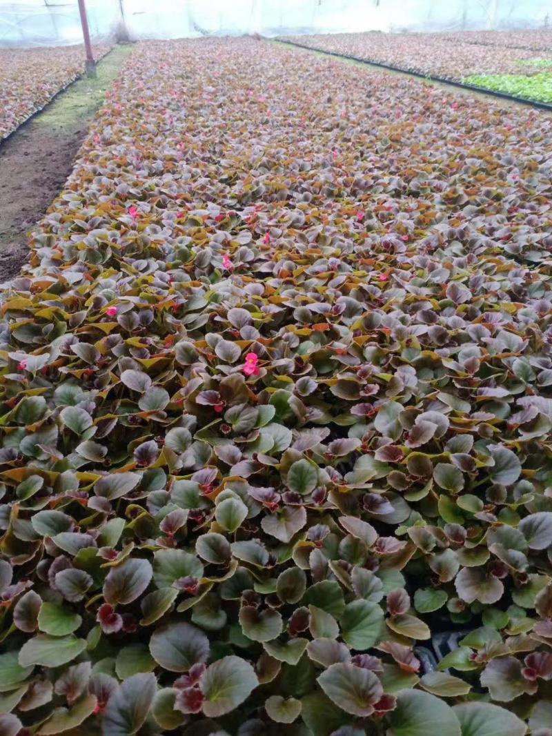 精品四季海棠，产地直发，直消，量大从优，包成活，欢迎选购