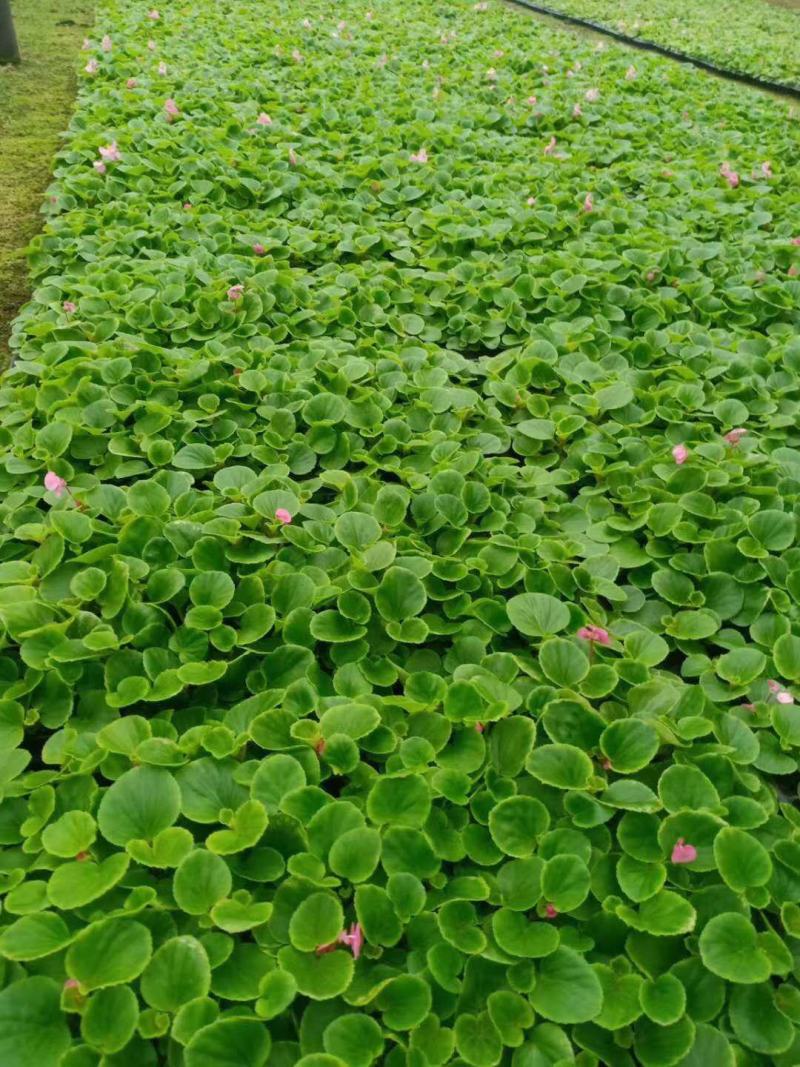 精品四季海棠，产地直发，直消，量大从优，包成活，欢迎选购