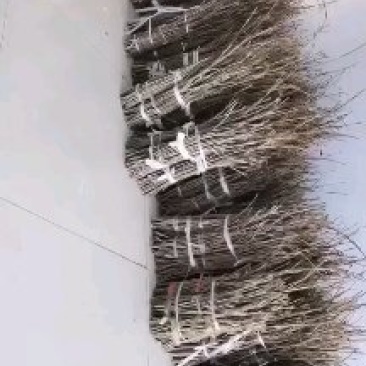 金蝉枝