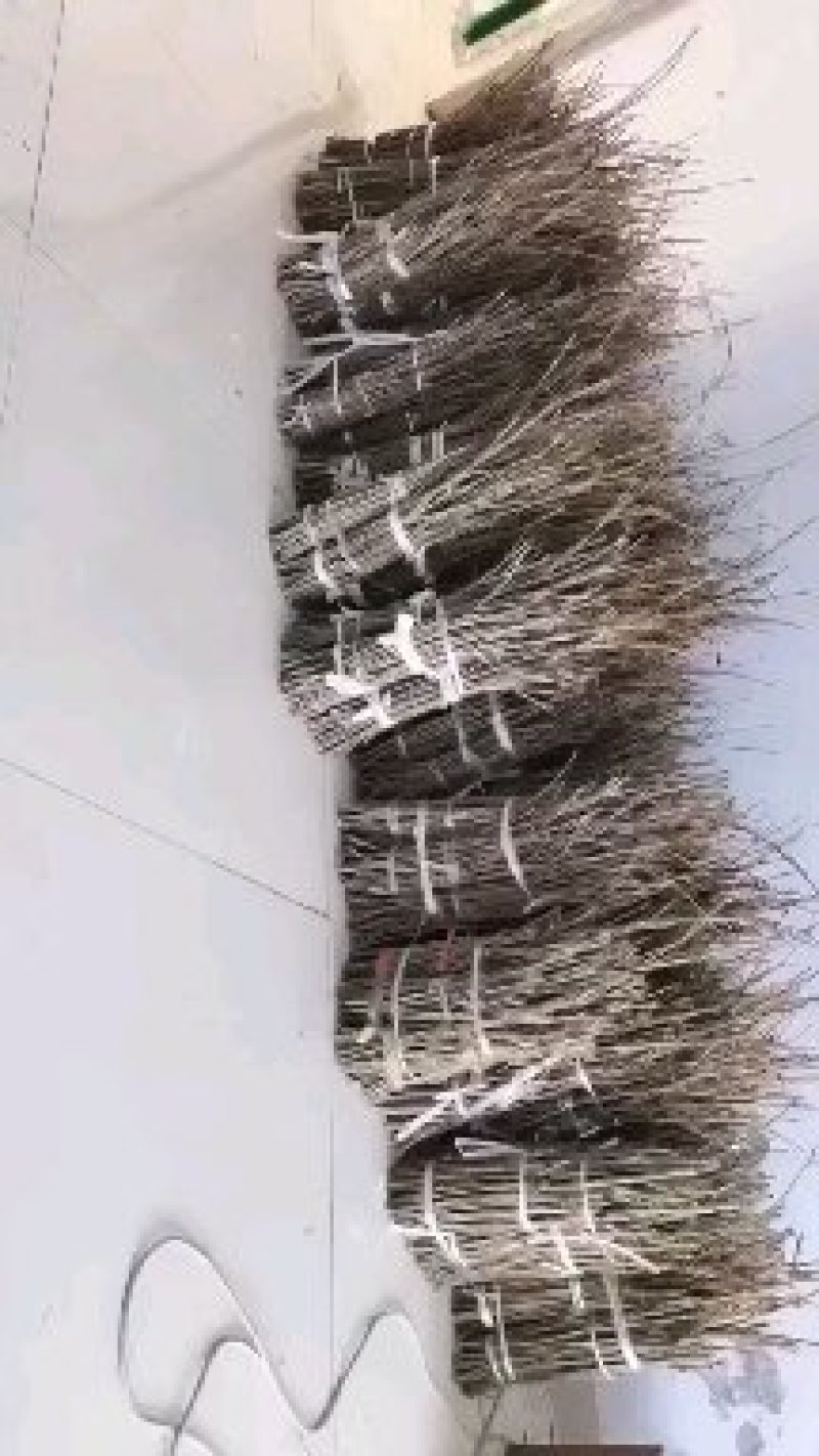 金蝉枝