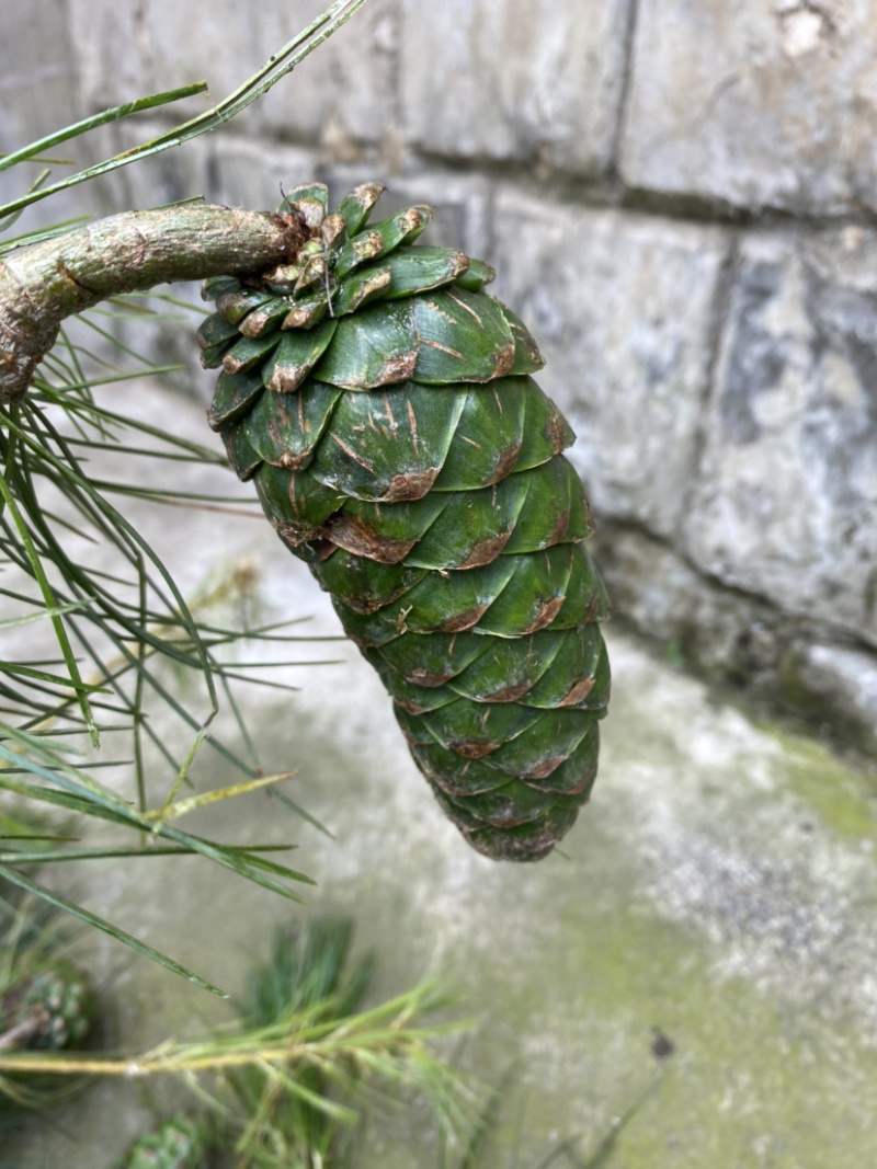 松子今年新货