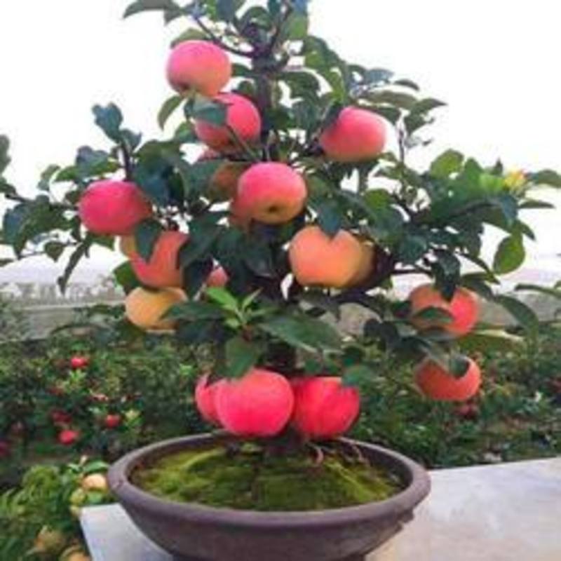 苹果树苗，盆栽地栽，树苗矮化室内外盆景，皮薄肉甜当年结果