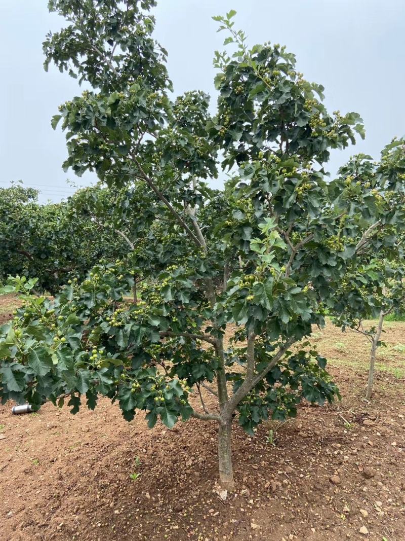 山东嫁接优质山楂树苗南北方四季种植包成活品质保证