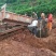 厂家直销各种型号山地运输车履带四不像车8吨优质履带车专业