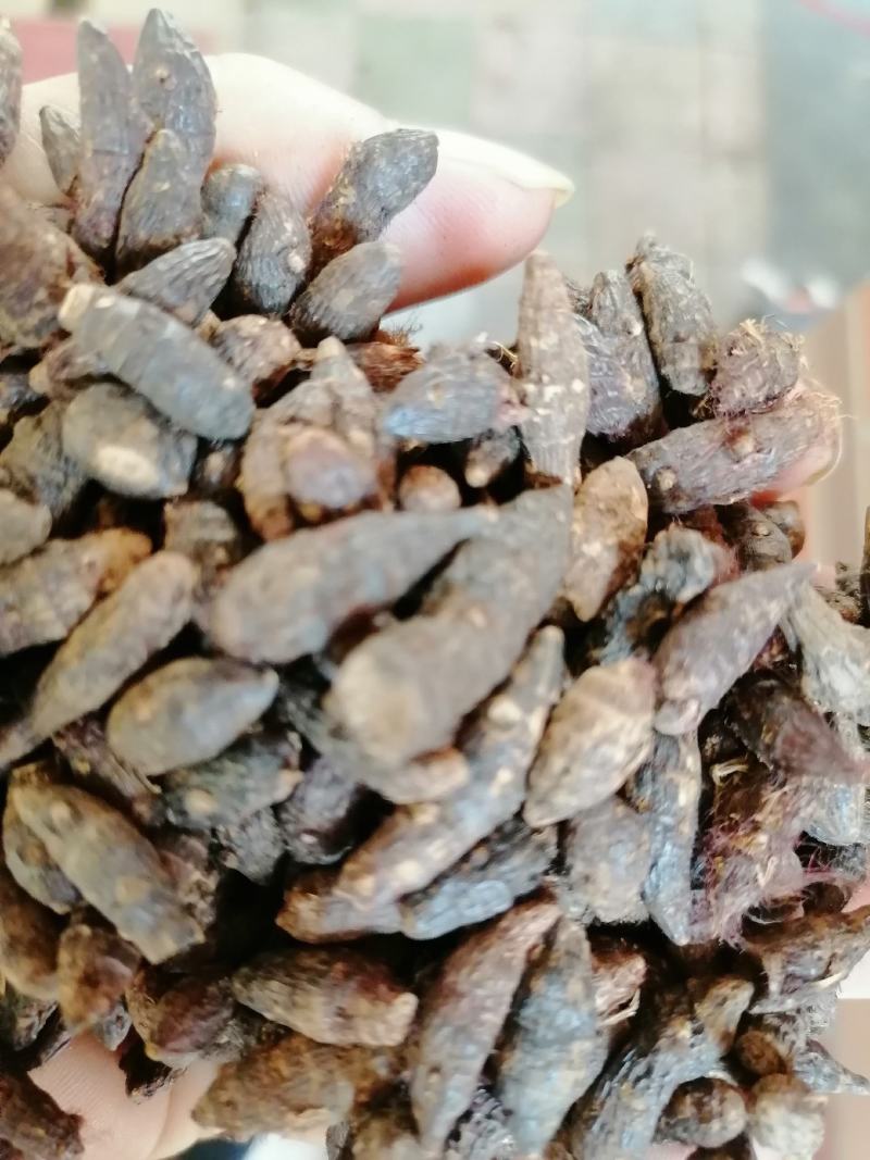 香附子，个子，切片，三蒸三煮，精制，专业批发