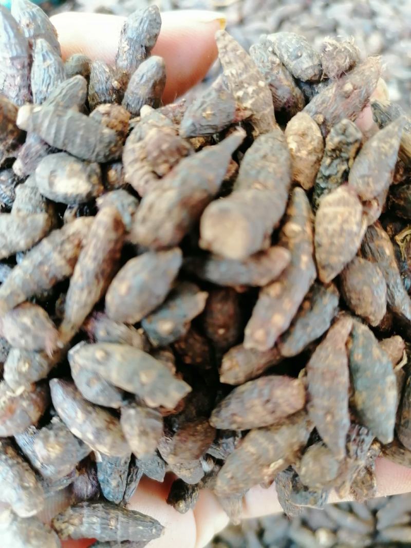 香附子，个子，切片，三蒸三煮，精制，专业批发