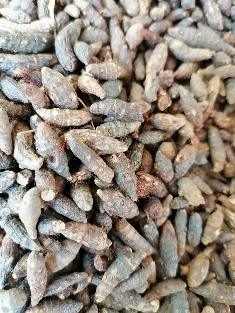 香附子，个子，切片，三蒸三煮，精制，专业批发