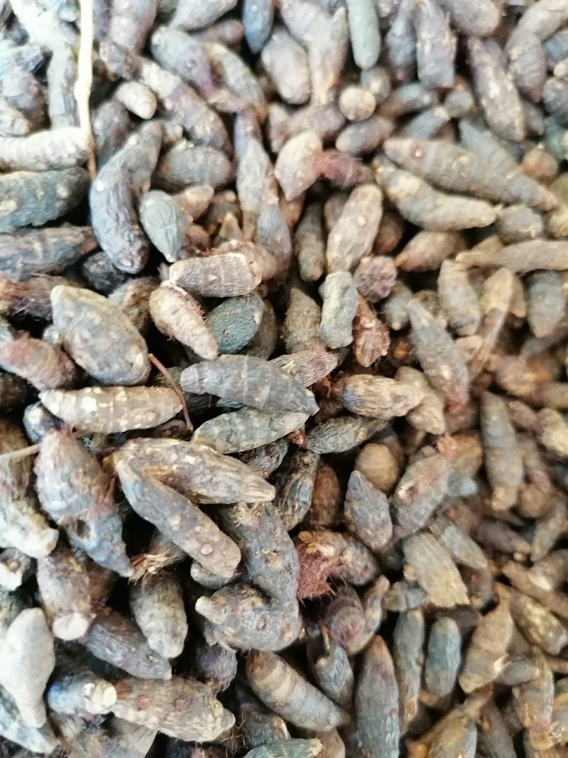 香附子，个子，切片，三蒸三煮，精制，专业批发