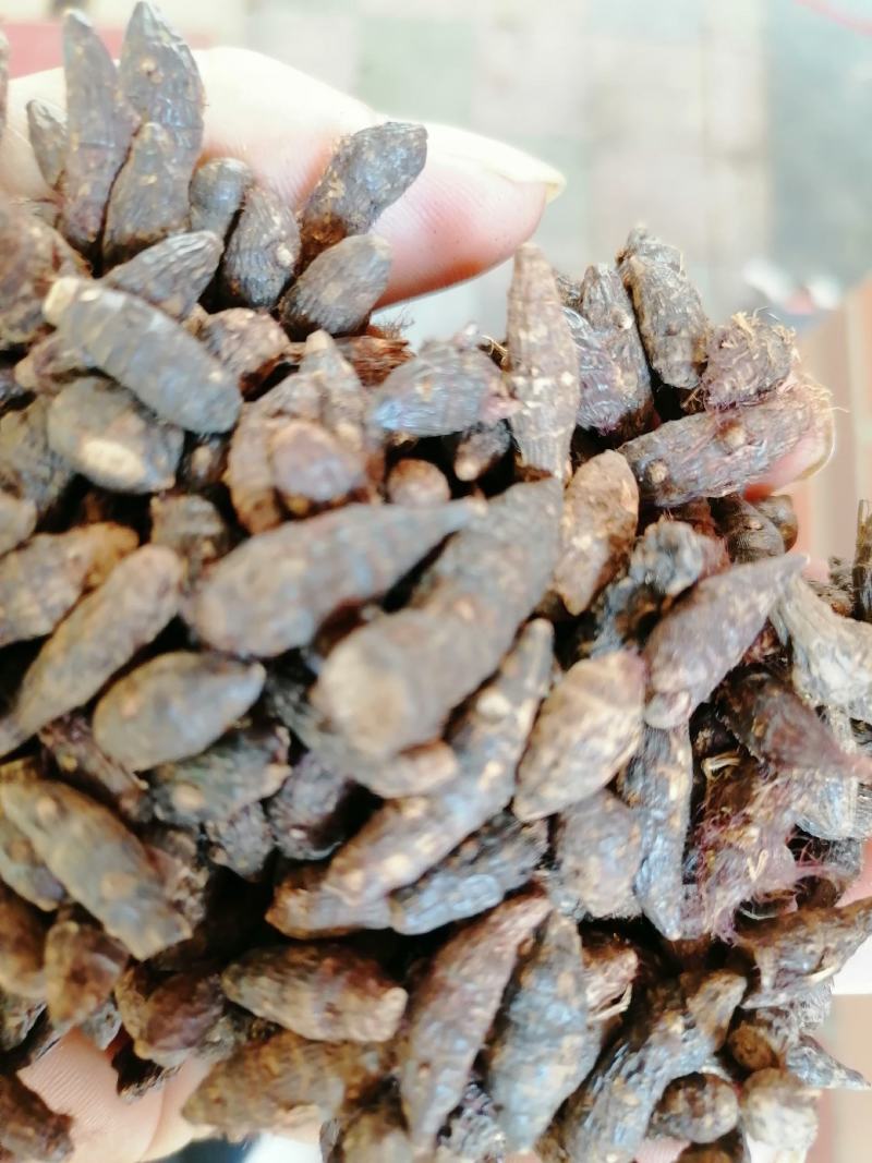 香附子，个子，切片，三蒸三煮，精制，专业批发