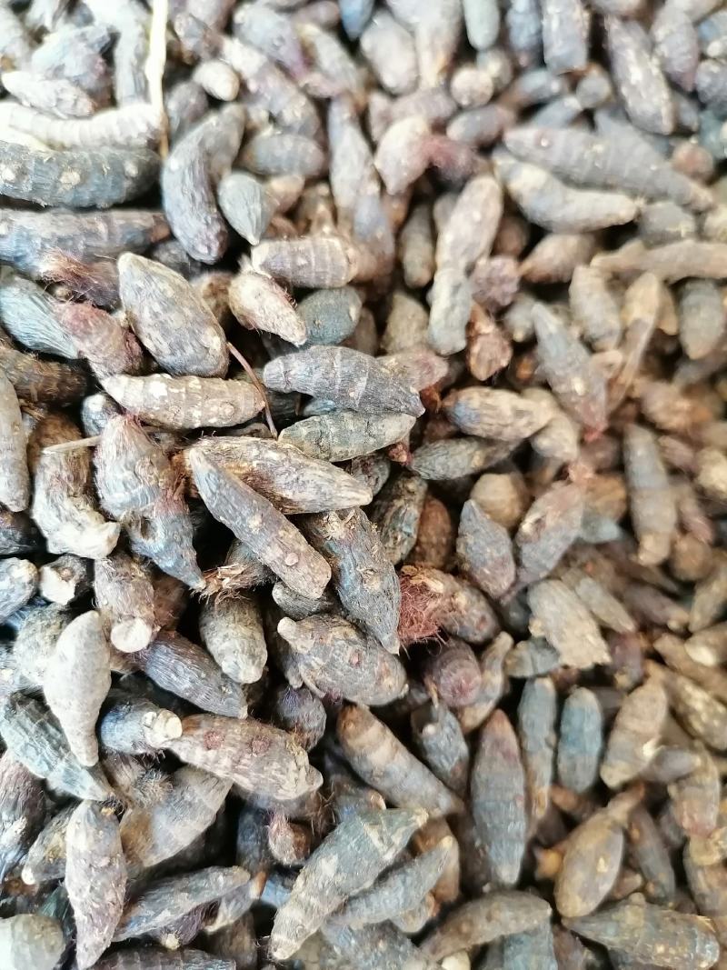 香附子，个子，切片，三蒸三煮，精制，专业批发