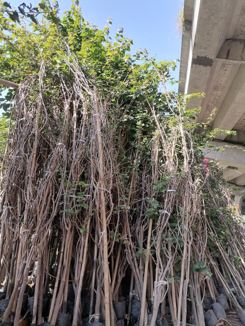 出售藤条三角梅，精品三角梅高3米