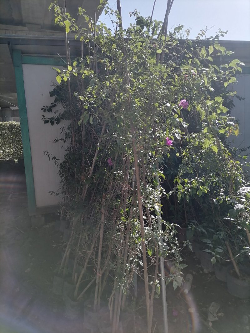 出售藤条三角梅，精品三角梅高3米