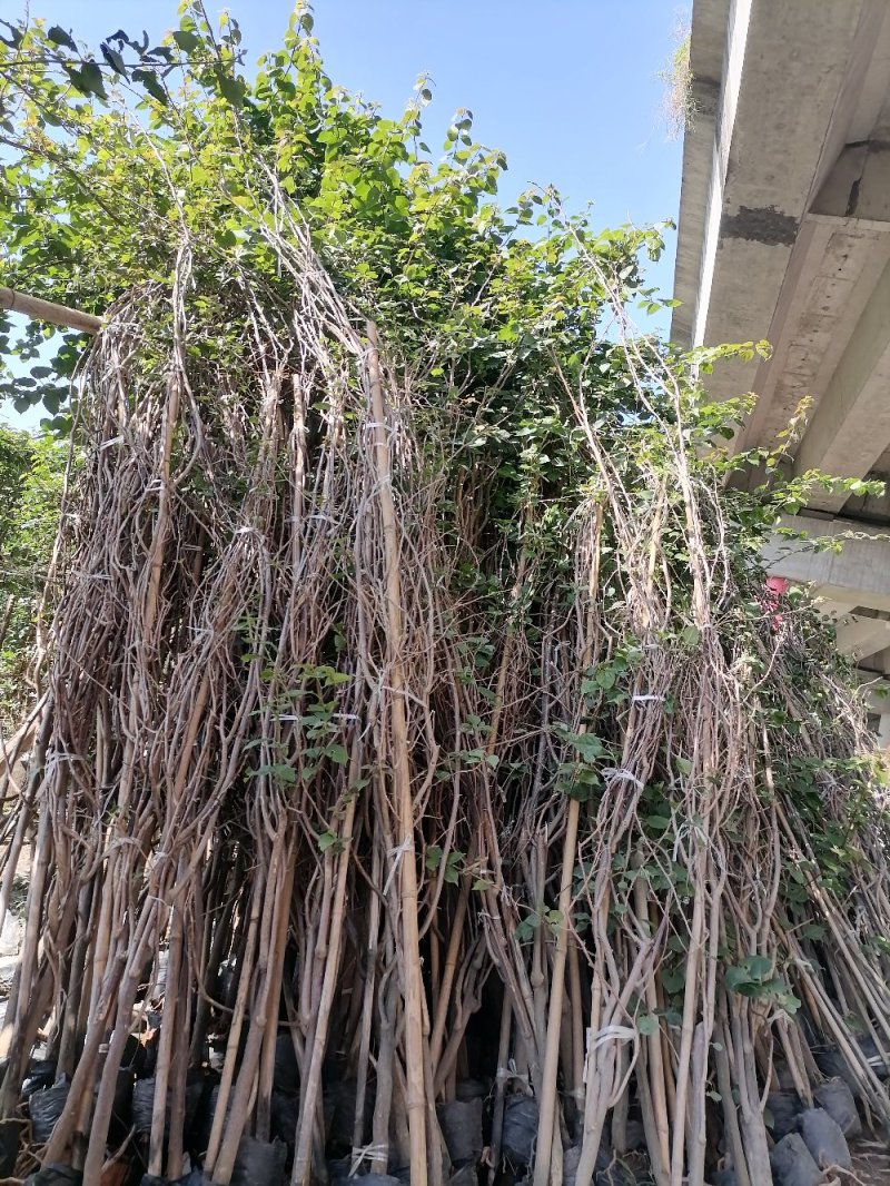 出售藤条三角梅，精品三角梅高3米