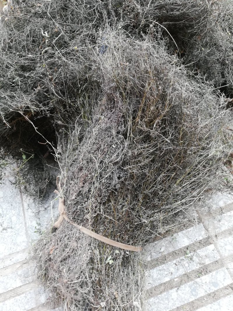 广西桂林野生白花蛇舌草：一手货源