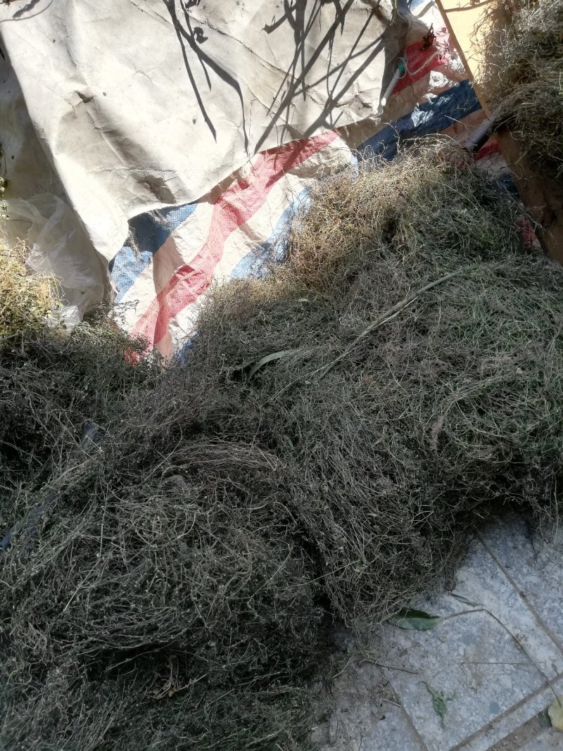 广西桂林野生白花蛇舌草：一手货源