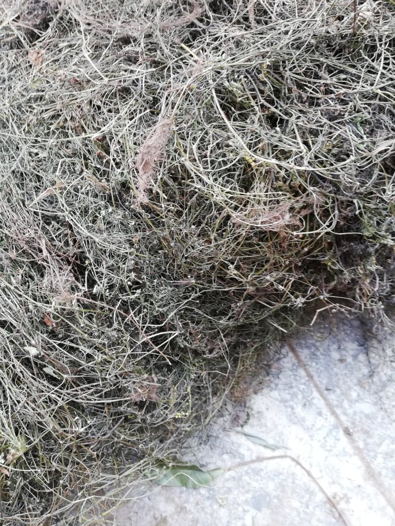 广西桂林野生白花蛇舌草：一手货源