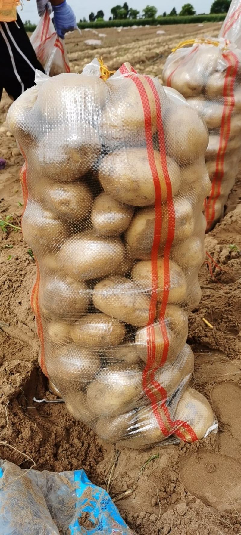 黄心，希森6.小土豆，1到3两的，2到3两的