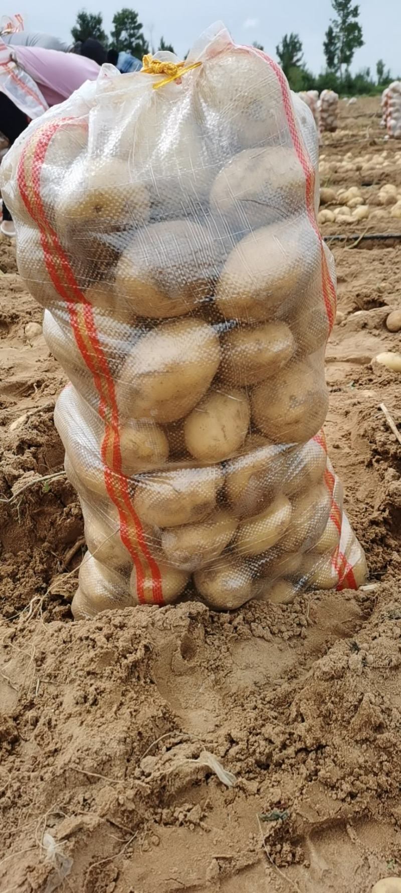 黄心，希森6.小土豆，1到3两的，2到3两的