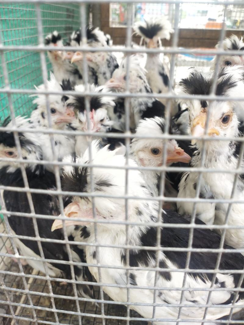 贵妃鸡苗出壳苗质量保证诚信经营诚信发货