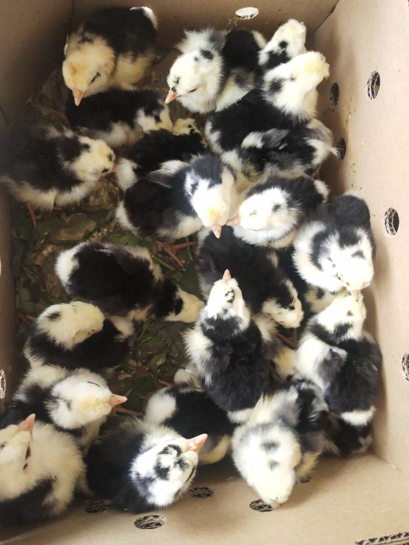 贵妃鸡苗出壳苗质量保证诚信经营诚信发货