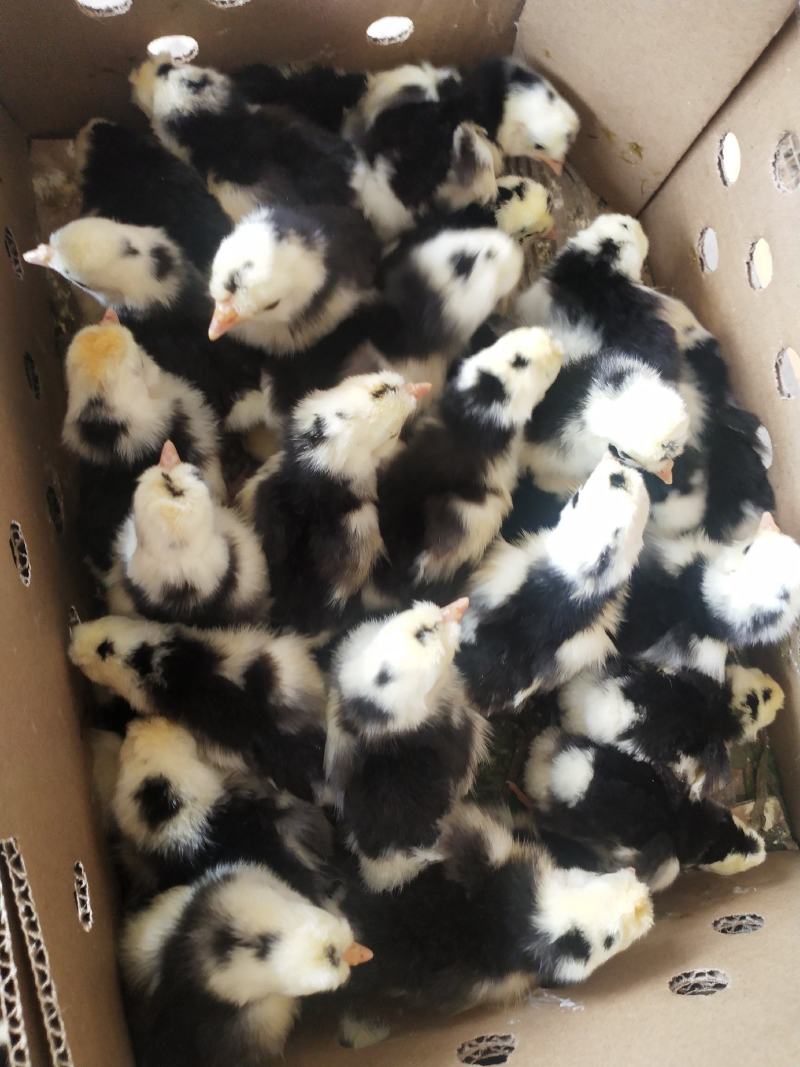 贵妃鸡苗出壳苗质量保证诚信经营诚信发货