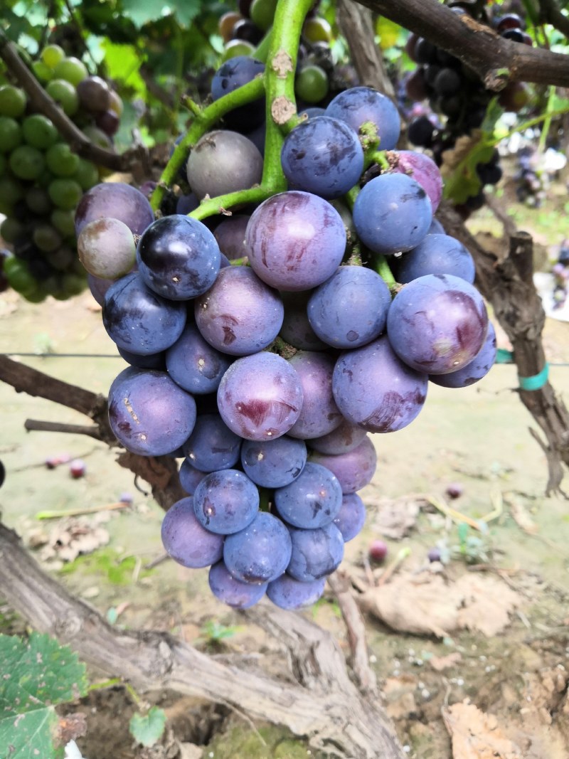 巨峰葡萄，甘甜甘甜，串行好价格美丽