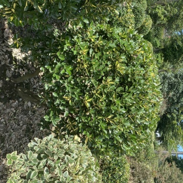 出售金心黄杨，金心黄杨80-120大