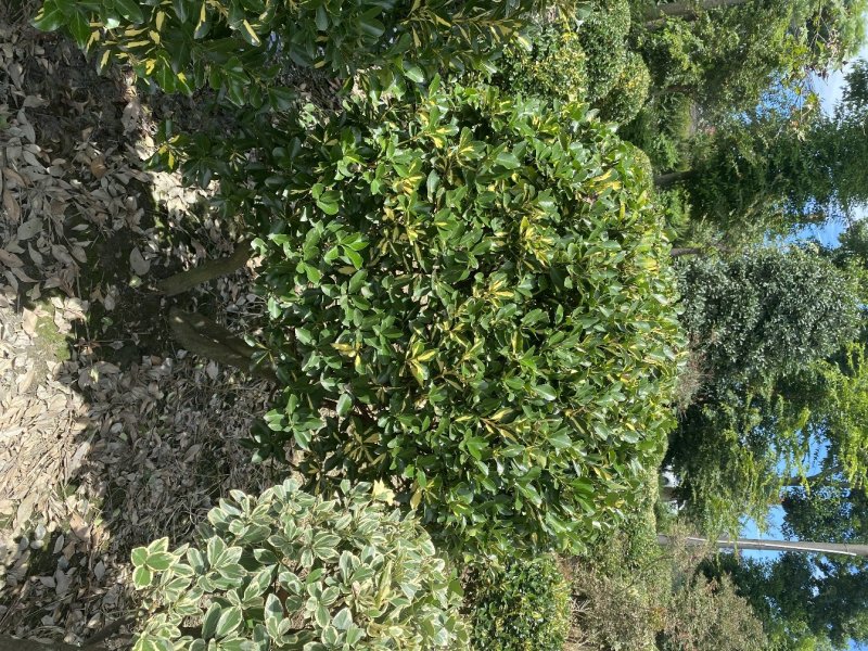 出售金心黄杨，金心黄杨80-120大