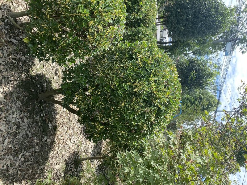 出售金心黄杨，金心黄杨80-120大