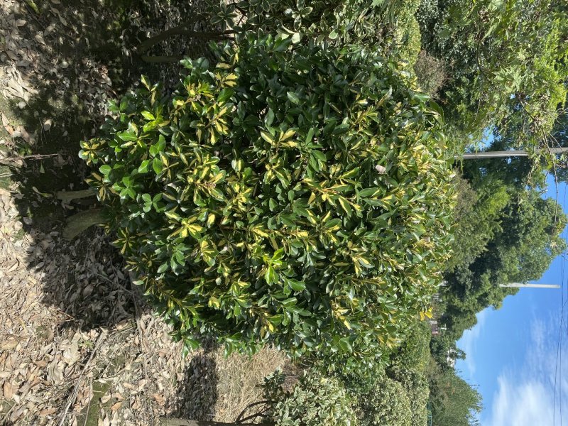 出售金心黄杨，金心黄杨80-120大