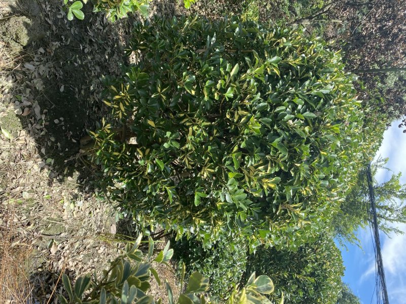 出售金心黄杨，金心黄杨80-120大