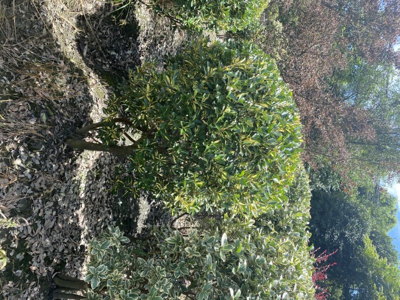出售金心黄杨，金心黄杨80-120大