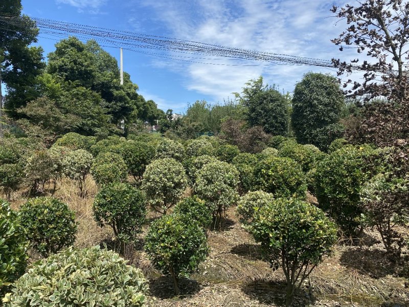 出售金心黄杨，金心黄杨80-120大