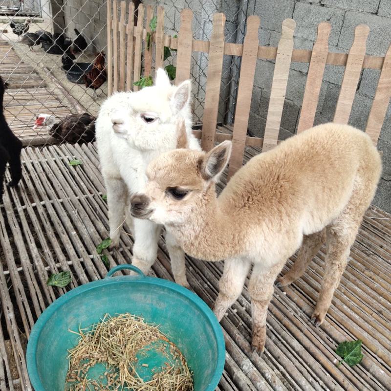 出售羊驼繁殖可回收提供饲料提供养殖技术全国发货运输包邮