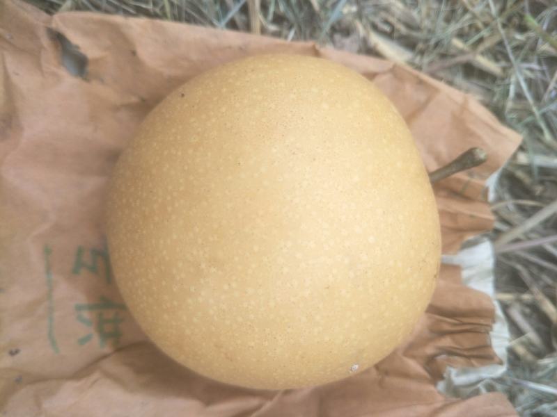 大量秋月梨上市，需要的联系我